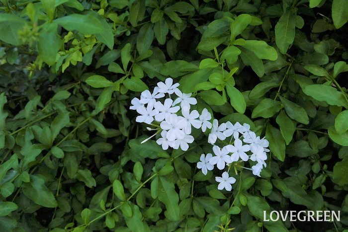 ルリマツリ（プルンバゴ）は夏の暑い盛りに涼し気な花をたくさん咲かせます。水色の花が主流ですが、白花もあります。