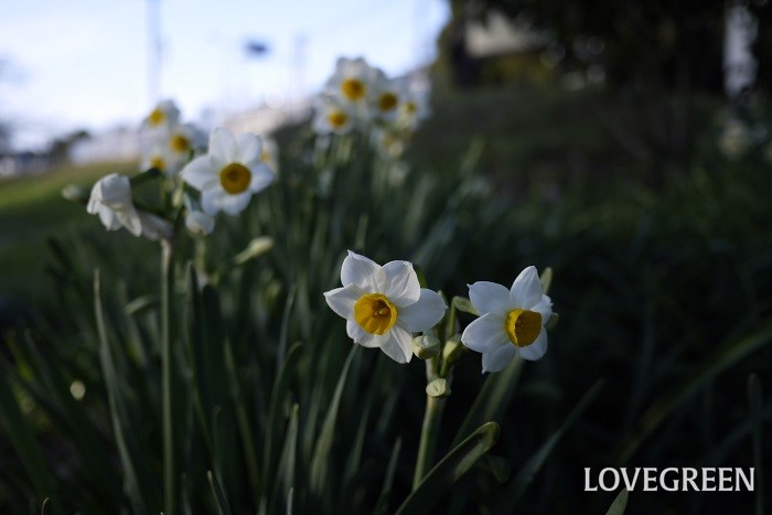 スイセンのなかでもニホンスイセンなどの早咲き種は冬の寒い最中から初春にかけて開花します。香りが良いのが特徴です。