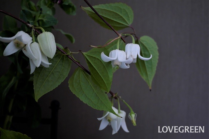 クレマチス・アンスンエンシスは寒い時期に真白な花を咲かせる常緑のクレマチスです。