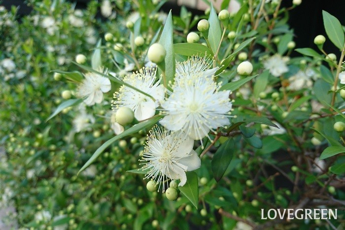 マートルは地中海沿岸原産の常緑低木です。葉に芳香があり、冬には黒い実をつけます。