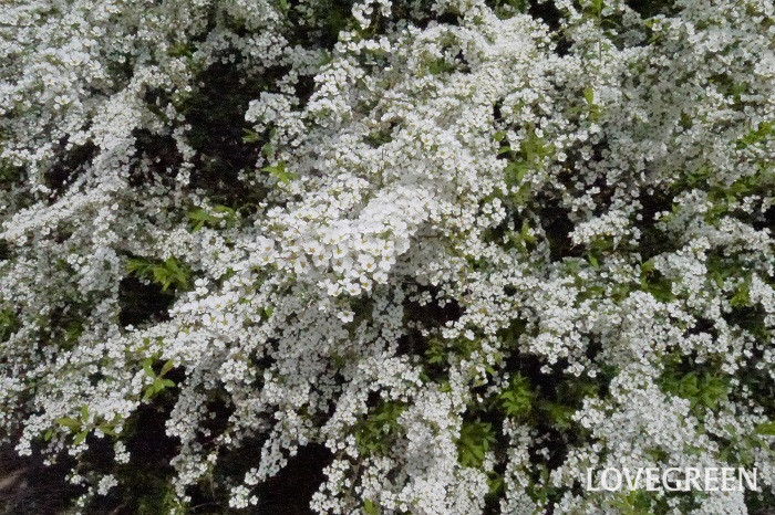 ユキヤナギは、春になると垂れた長い枝に白い花をたわわに咲かせる落葉低木です。