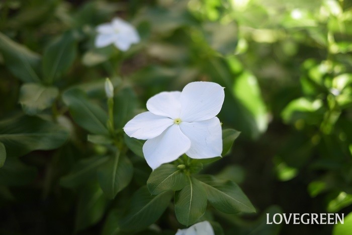 ニチニチソウは夏の暑い盛りによく花を咲かせる多年草です。花色は白の他にピンクがあります。