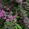 日本の秋を代表するようなハギ（萩）について、どれくらいご存知ですか？ハギ（萩）の花言葉、咲く季節や見頃、種類、育て方、さらにハギと名前に付くけれどハギではない植物まで。ハギ（萩）についてのあれこれを紹介します。