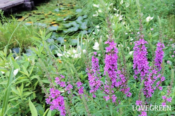 学名：Lythrum anceps 科名・属名：ミソハギ科ミソハギ属 ミソハギはミソハギ科の多年草です。7月～8月頃に開花します。お盆にはこのミソハギの花を水に浸し、花を使って水をかけて場を清めたことからミソギハギが略されてミソハギになったと言われています。  ハギとは全くの別種ですが、ミソハギの赤紫色の花をハギに見立てたのではないかと言われています。