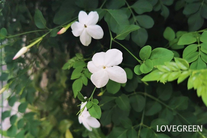 ソケイは初夏から夏にかけて香りの良い花を咲かせるつる植物です。