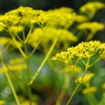 おみなえしページ 960px-Patrinia_scabiosifolia2.jpg