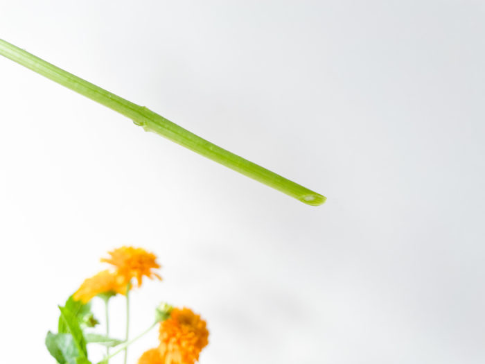 ヒマワリは茎が柔らかく、水が汚れやすいのが特徴。ですが、ヘリオプシスは茎が硬いので、比較的長く花を楽しむことができます。