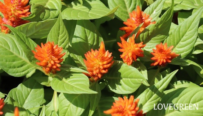 夏から秋まで咲くふわふわした質感の花 ケイトウ Lovegreen ラブグリーン