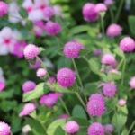 寄せ植えを素敵に仕上げる名脇役プランツ、今回ご紹介するのは「センニチコウ」。初夏～秋に咲くヒユ科の非耐寒性一年草です。