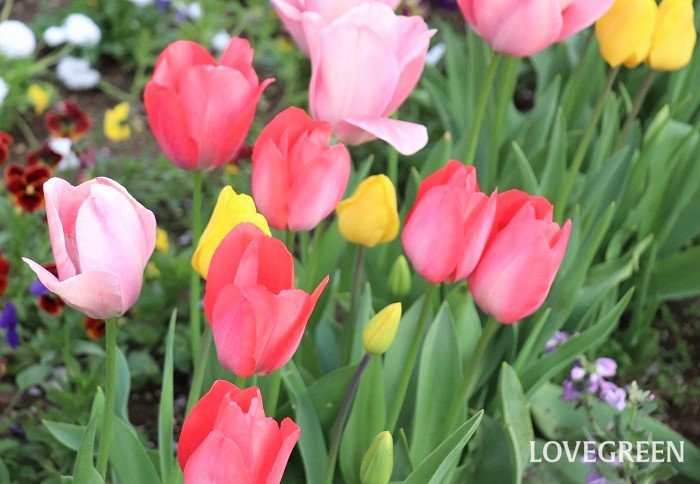 チューリップは春に花を咲かせる球根植物。草丈は種類によりますが、15㎝~60㎝ほどになります。花色は赤、白、黄色、ピンク、紫、複色など様々です。