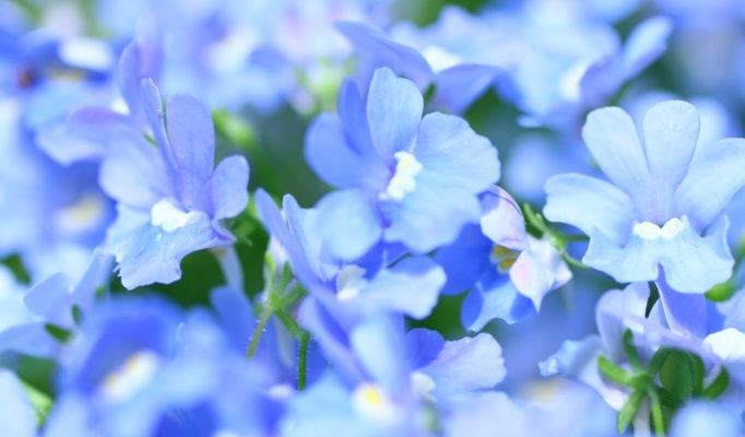 ネメシアの花言葉や種類、特徴をご紹介！ネメシアは、繊細な可愛い花が集まって咲く一年草または宿根草。寄せ植えやハンギングバスケット、花壇植えに使いやすくよく用いられます。