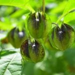 a4d73e336ed2962a39a0aa2ad31b18