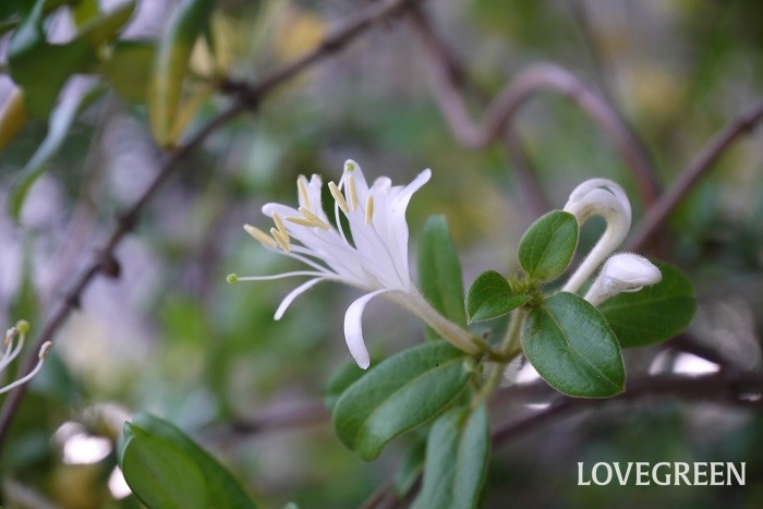 スイカズラは英名をハニーサックルといい、香りの良い花を咲かせるつる植物です。