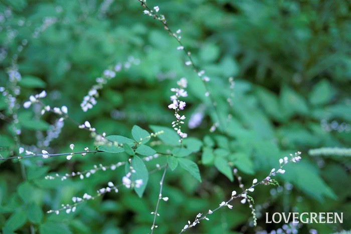 学名：Hylodesmum podocarpum subsp. oxyphyllum 科名・属名：マメ科ヌスビトハギ属 ヌスビトハギはマメ科ヌスビトハギ属の多年草です。花期は7月～10月。ヌスビトハギという不名誉な名前は、種子が盗人の足跡に似ているからだそうです。直径3mm程度の小さなマメ科特有の花を咲かせます。よく見ると、なるほどハギに似ています。淡い紫色の花が可愛らしい野草です。