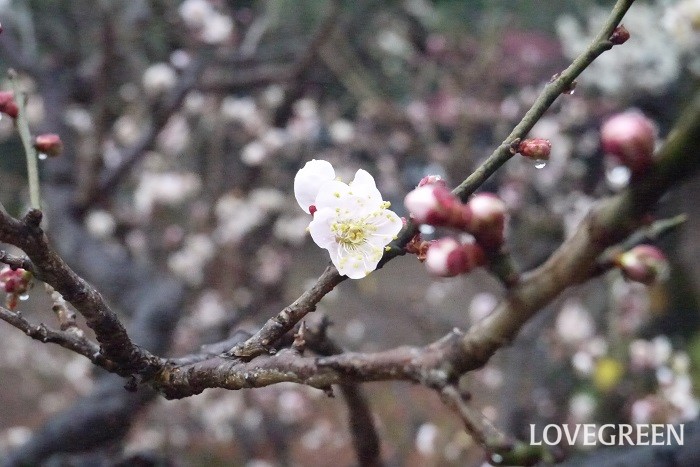 梅は、初春のまだ寒い時期に香りのよい花を咲かせる落葉高木です。白梅の他に紅梅があります。