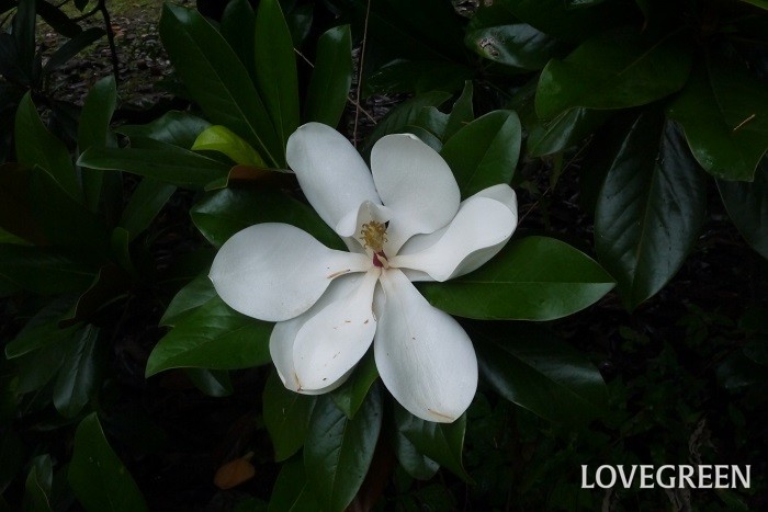 タイサンボクは、樹高が20mにもなるモクレン科の常緑高木です。初夏に白く大きな花を咲かせます。