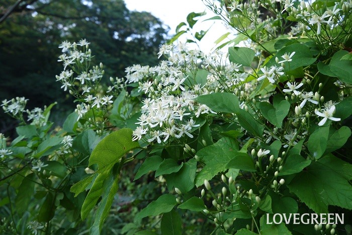 センニンソウは、日本や中国などに自生する原種のクレマチス。つる性多年草です。夏に白い花をつるいっぱいに咲かせます。