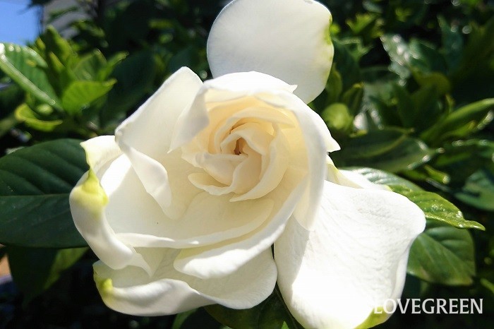 クチナシは6月～7月に真白な花を咲かせます。香りが良いのが特徴です。