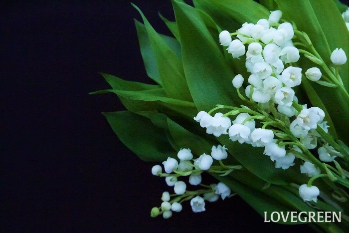 スズランというその名前の通り鈴のようなフォルムの花を下向きに咲かせます。花は1cmにも満たない小さな花で、香りが良いのが特徴です。