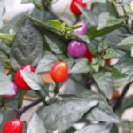 寄せ植えを素敵に仕上げる名脇役プランツ、今回ご紹介するのは「観賞用トウガラシ」。6月～11月頃に観賞するナス科の非耐寒性一年草です。