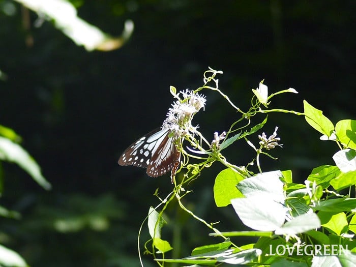 フジバカマとアサギマダラ小