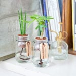 「小さい」がちょうどいい。ミニ観葉植物おすすめの種類と管理テク