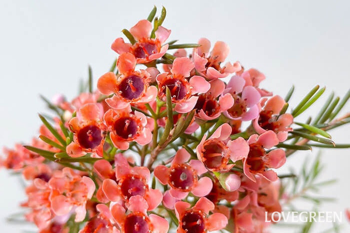 ワックスフラワーの花言葉 種類 特徴 色別の花言葉 Lovegreen ラブグリーン