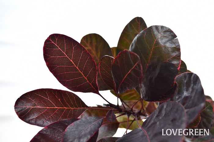 赤い葉っぱの植物33種 観葉植物 庭木 雑草まで 名前がわかります Lovegreen ラブグリーン