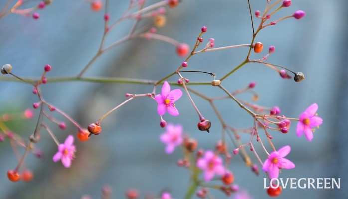 夏から秋にかけて咲く花のかわいい雑草 ハゼラン Lovegreen ラブグリーン