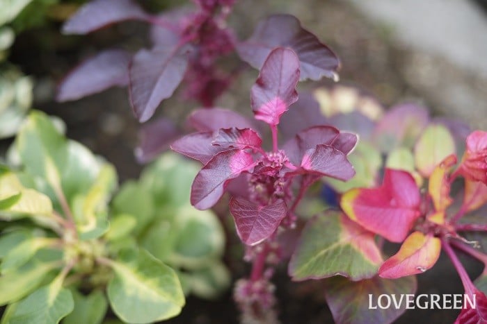 ハゲイトウ 学名：Amaranthus 科名：ヒユ科