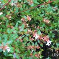 アベリア 学名：Abelia × grandiflora 科名：スイカズラ科