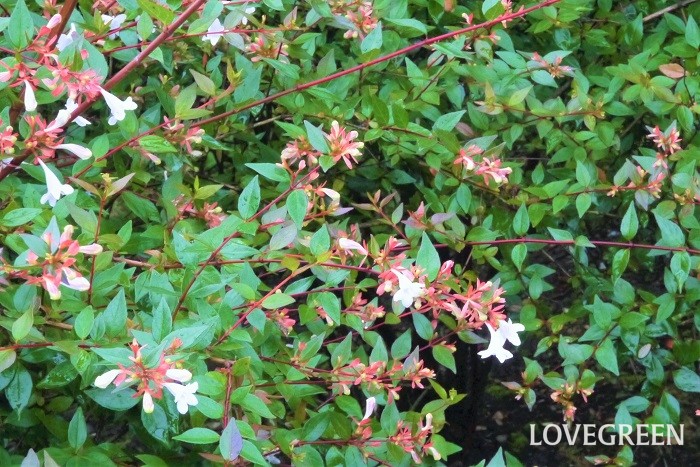 アベリア 学名：Abelia × grandiflora 科名：スイカズラ科