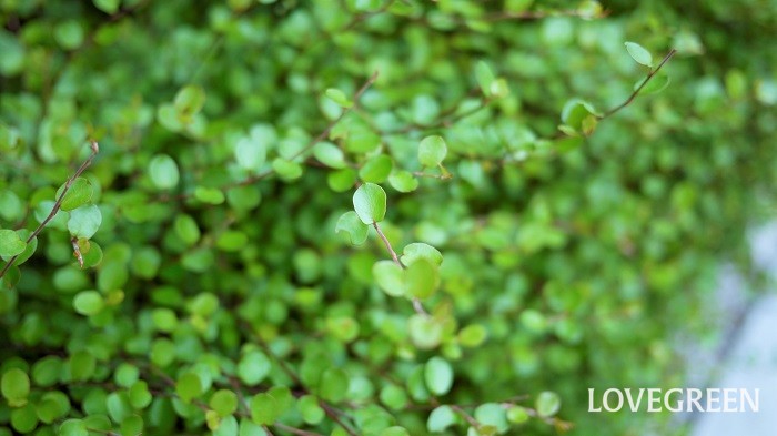 常緑のグランドカバー30種 踏みつけに強い種類から低木や花咲く種類まで Lovegreen ラブグリーン
