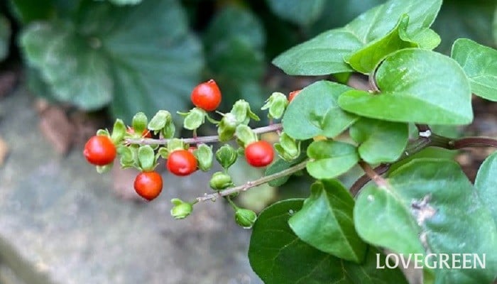 ジュズサンゴ（数珠珊瑚）　花言葉　寄せ植え