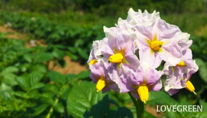ジャガイモ 馬鈴薯 の花言葉 種類 特徴 色別の花言葉 Lovegreen ラブグリーン