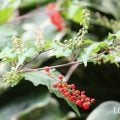 ジュズサンゴ（数珠珊瑚）　花言葉　寄せ植え