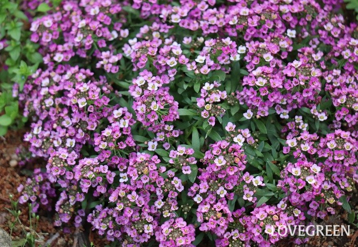 スイートアリッサム　秋から春の寄せ植え　寄せ植えに使う小花　グランドカバー　ハンギングバスケット
