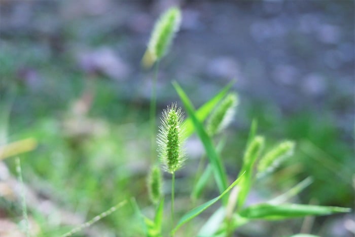エノコログサの花言葉