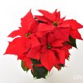 ポインセチア