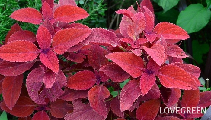 赤い葉っぱの植物33種 観葉植物 庭木 雑草まで 名前がわかります Lovegreen ラブグリーン