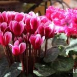 ガーデンシクラメン　花言葉