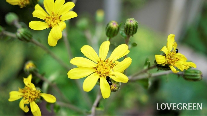 ツワブキとは 育て方や花言葉 花の特徴 種類 食べ方 漢字の名前など Lovegreen ラブグリーン