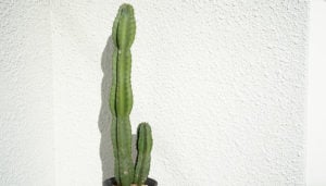 サボテン | 植物図鑑 | LOVEGREEN(ラブグリーン)