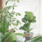観葉植物の冬越し対策。水やり置き場などの管理やグッズを紹介