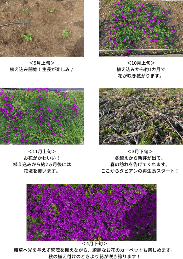 9月に植えよう 庭の雑草を軽減するグランドカバー タピアン の凄すぎる魅力 Lovegreen ラブグリーン