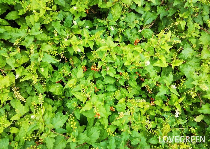 ジュズサンゴ 数珠珊瑚 の花言葉 種類 特徴 色別の花言葉 Lovegreen ラブグリーン
