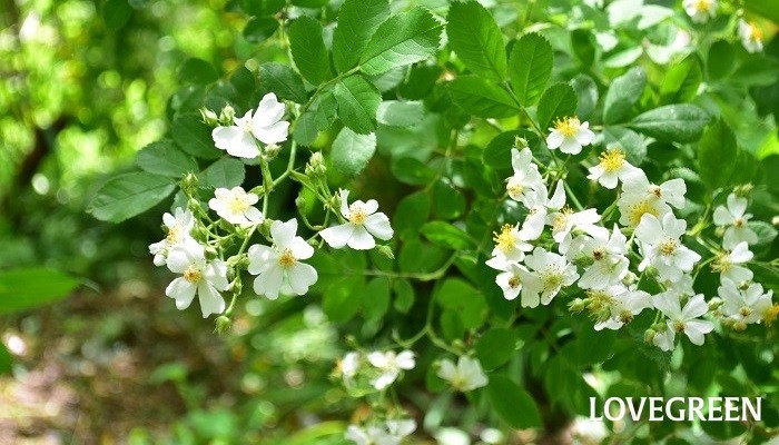 ノイバラ 野薔薇 の花言葉 種類 特徴 色別の花言葉 Lovegreen ラブグリーン