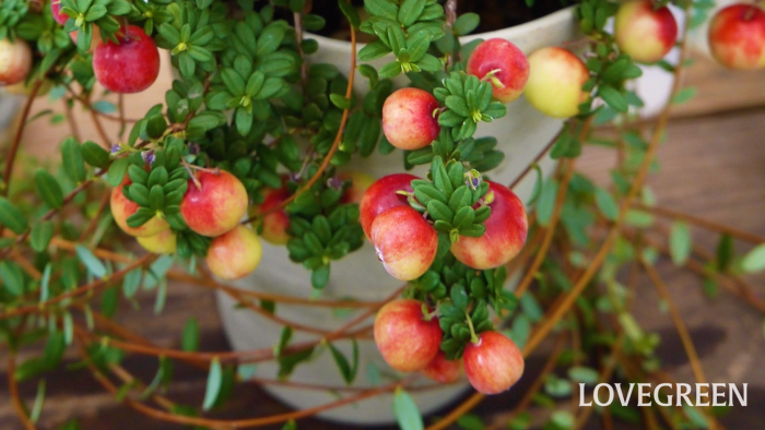 クランベリー小 クランベリー|花や実の時期と特徴、食べやレシピを紹介