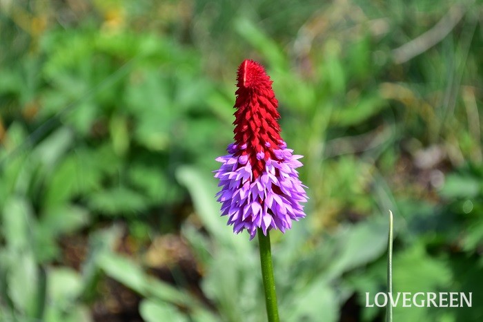 プリムラ ビアリーの花言葉 種類 特徴 色別の花言葉 Lovegreen ラブグリーン