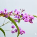 寒さに強い花30種！屋外におすすめの多年草や一年草、果樹、花木まで